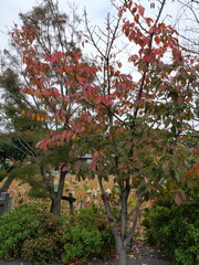 小さな紅葉の木