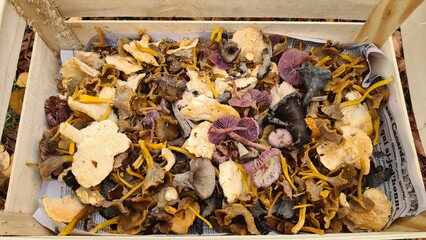 Un joli mix de petits champignons d'automne (pieds de mouton, chanterelles en tube, petits violets, trompettes de la mort)