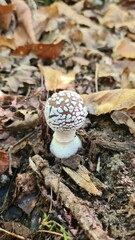 Une beau bébé amanite panthère poussant dans une forêt de châtaigniers d'Île-de-France (vallée de Chevreuse)