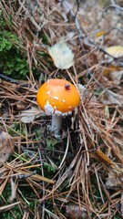 Un joli bébé amanite tue-mouches poussant dans la mousse à l'automne (forêt de Rambouillet)