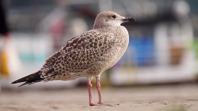 Close up baby seagull resting and standing in coastal urban city