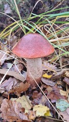 Un magnifique bolet orangé poussant dans une forêt de bouleau à l'automne (forêt de Rambouillet)