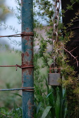 Rusty Gate and Padlock with Overgrown Green Plants