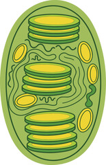 A stylized, simplified vector diagram of a chloroplast, depicting its internal structure with stacks of thylakoids (grana) and the surrounding stroma, rendered in various shades of green and yellow.
