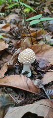 Une beau bébé amanite panthère poussant dans les feuilles mortes dans une forêt de châtaigniers d'Île-de-France (vallée de Chevreuse)
