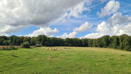 Un groupe de vaches en train de pa&icirc;tre sur un p&acirc;turage (parc naturel de la haute Vall&eacute;e de Chevreuse)