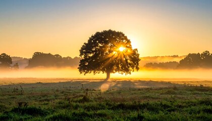 A solitary tree at dawn, sunbursting through its leaves, casting a long shadow on a misty meadow, bathed in warm golden light