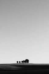 Monochromatic landscape photo of five silhouetted trees on a flat horizon under a vast, pale sky