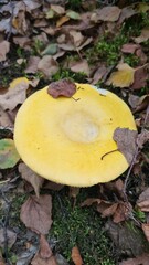 Une belle russule jaune poussant dans les feuilles de bouleau à l'automne (forêt de Rambouillet, France)
