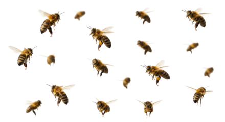 A swarm of bees in flight transparent background cutout png