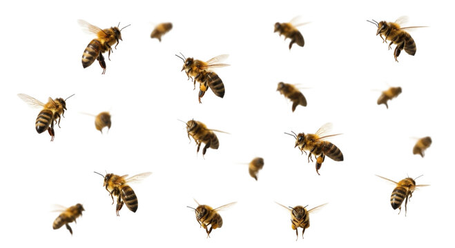 A swarm of bees in flight transparent background cutout png