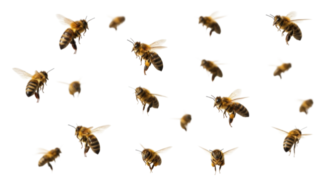 A swarm of bees in flight transparent background cutout png