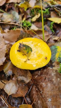 Une magnifique russule jaune poussant dans les feuilles mortes &agrave; l'automne dans une for&ecirc;t d'&Icirc;le-de-France