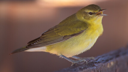 Warbler singing, open beak, warm bokeh