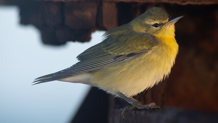 Tennessee Warbler Perched with Soft Background Tones
