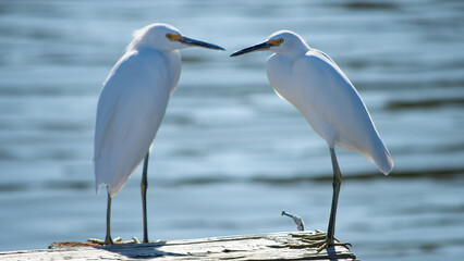 Two Snowy Egrets Perched by the Water