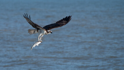 Osprey Carrying Fish Over Water in Flight