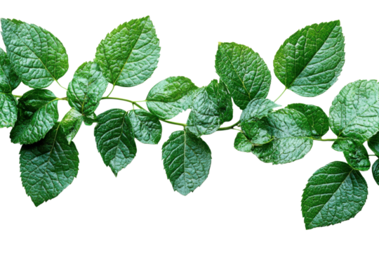 Lush Green Leaves on Vine Black Background Still Life Nature Fresh Growth Botanical Beauty Textured