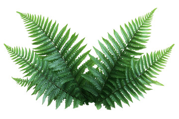 Green fern fronds on black foliage lush botany tropical symmetry detail nature plant wallpaper leaf