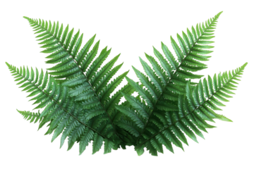 Green fern fronds on black foliage lush botany tropical symmetry detail nature plant wallpaper leaf