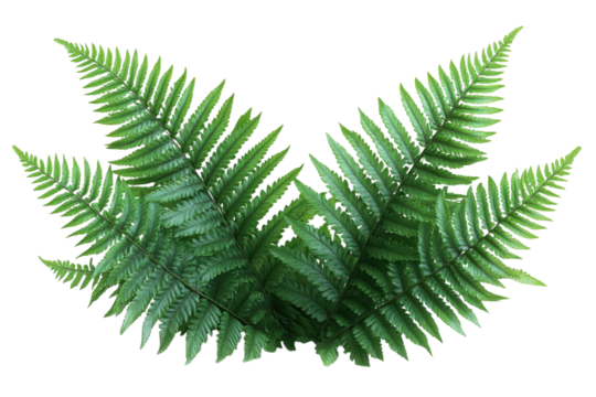 Green fern fronds on black foliage lush botany tropical symmetry detail nature plant wallpaper leaf