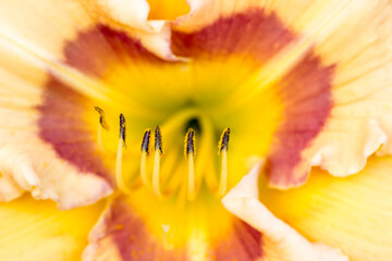 daylily. yellow flower. colorful macro photo of a flower on a blurred background. natural environment. bokeh.