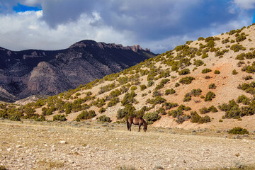Solitary Mustang Grazing below the Pryor Mountains, Pryor Mountain Wild Horse Range in Bighorn Canyon National Recreation Area in Montana.