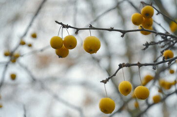 Closeup branches with small paradise yellow apples on branch against sky background . Autumn ,nature, apple harvest ,fall , natural environment.	
