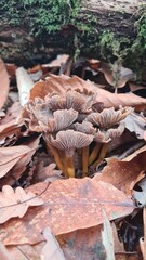 Un magnifique bouquet de chanterelles en tube poussant dans une forêt de châtaigniers à l'automne (vallée de Chevreuse)