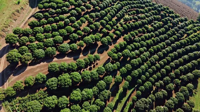 aerial orchard row reveal canopy landscape. dense tree and grove pattern form plantation geometry. ordered row alignment highlights farm plan and agriculture. sunlight casts long shadows across green.