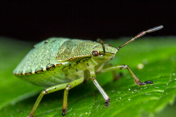 shield bug on a green leaf. wildlife. colorful detailed macro photo of an insect. close-up. space for text. screensaver. bokeh