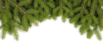 Green pine needles and branches forming a natural archway isolated on transparent background