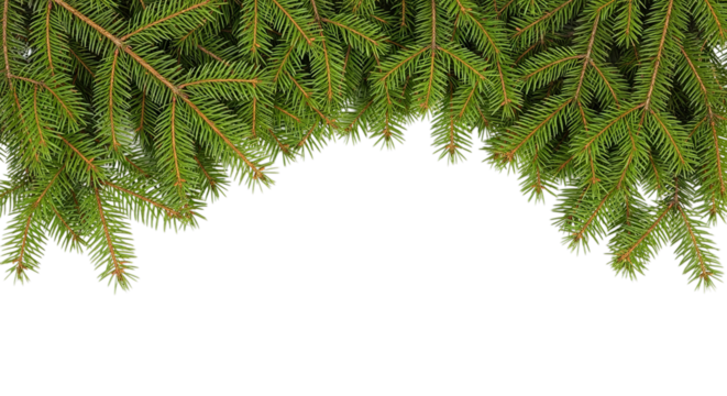 Green pine needles and branches forming a natural archway isolated on transparent background