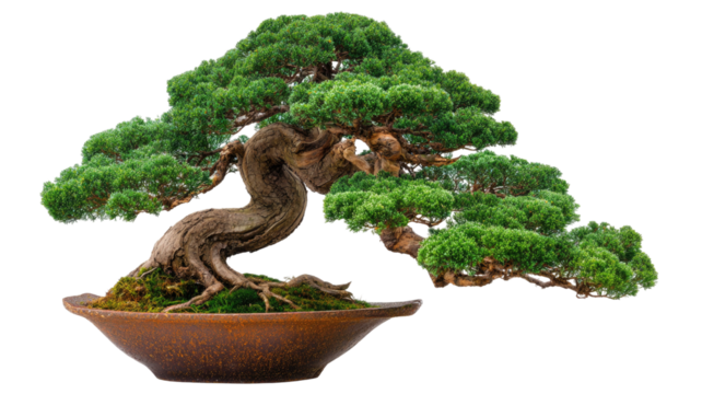 Potted bonsai tree with green leaf growth isolated on white background, a fresh nature garden plant