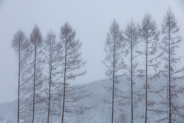 A winter scene of larch trees standing neatly in the snow