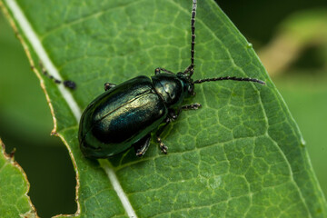Fototapeta premium leaf beetle on a green leaf. wildlife. colorful detailed macro photo of an insect. close-up. space for text. screensaver. bokeh