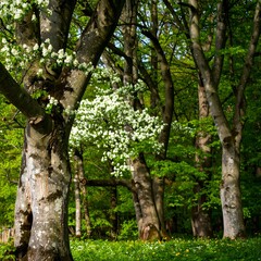 Obraz premium Spring trees
