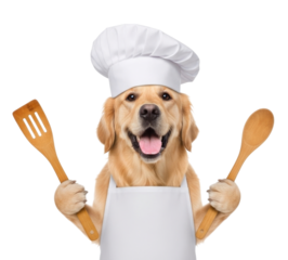 Golden retriever chef with utensils transparent background cutout png