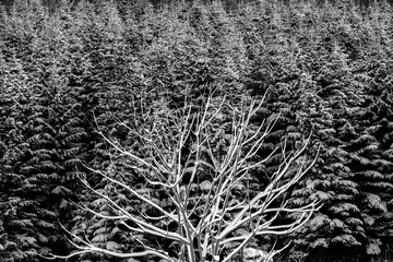 A large winter tree that contrasts strikingly with the snow