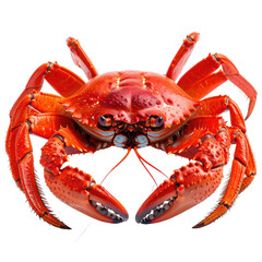 Steamed red crab close-up, cooked, ready to eat, claws raised