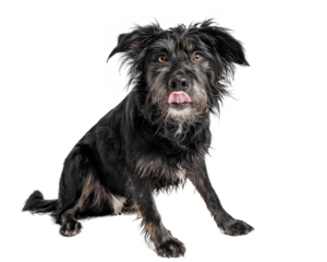 cute dog sticking out tongue, isolated on white background.