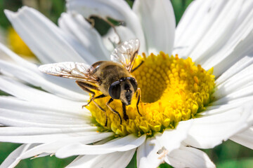 hoverfly on a white chamomile flower. wildlife. colorful detailed macro photo of an insect. close-up. space for text. screensaver. bokeh