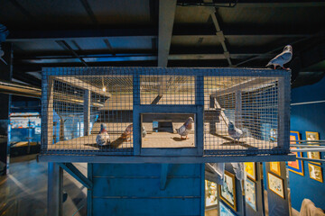 A spacious metal pigeon cage with several pigeons inside, one perched on top. Set against a blue-toned indoor backdrop with framed pictures, creating a contrast between wildlife and urban decor.