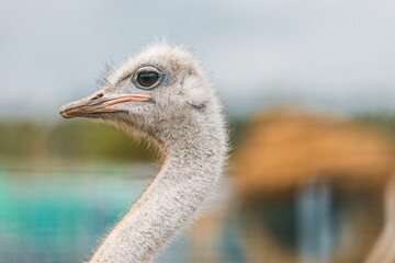Fototapeta premium A detailed close-up of an ostrich’s head and neck, showcasing its textured feathers and expressive eye. The softly blurred background highlights the bird’s unique features, perfect for wildlife