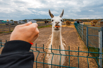 A curious llama stands behind a green fence, nibbling on a carrot offered by a person’s hand. The farm setting includes hay, fences, and other llamas in the background. Perfect for petting zoo or farm © Video_for_you