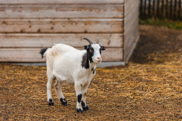 Obraz premium white goat with black markings and curved horns stands on a straw-covered ground near a rustic wooden shelter. The animal looks alert, with an ear tag visible, set against a rural farm backdrop.