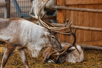 Two reindeer in a rustic enclosure: one stands with impressive antlers, the other lies on straw. The wooden backdrop and natural setting create a cozy farm atmosphere. © Video_for_you