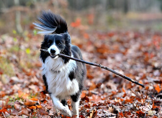 Pies Border collie w lesie