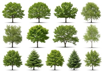 Fototapeta premium Collection of diverse green trees isolated on white background