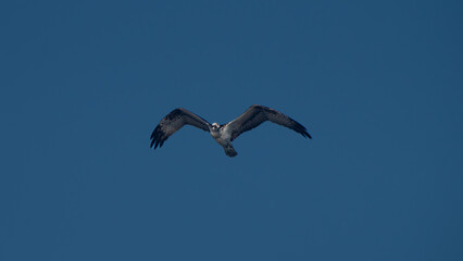 Front View of Osprey Soaring Overhead
